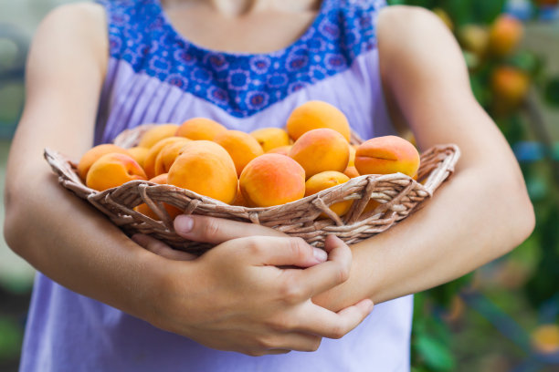 摘杏子。小女孩提着篮子，里面装着水果。孩子与杏子。特写镜头,有选择性的重点图片下载
