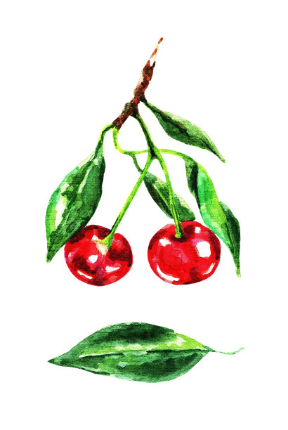 樱桃和树叶的水彩画小枝图片下载