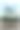 公鸡迎着黎明在一棵枯树上，画着水彩画图片下载