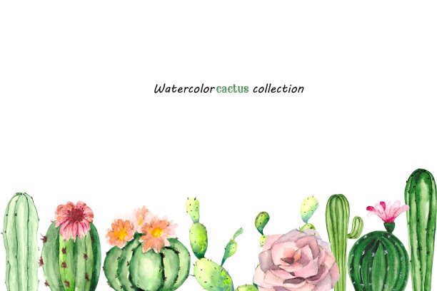 水彩明信片与绿色的仙人掌和粉红色的花在白色的背景与文字空间。鲜艳的彩色图画为明信片，海报和植物插图。图片下载