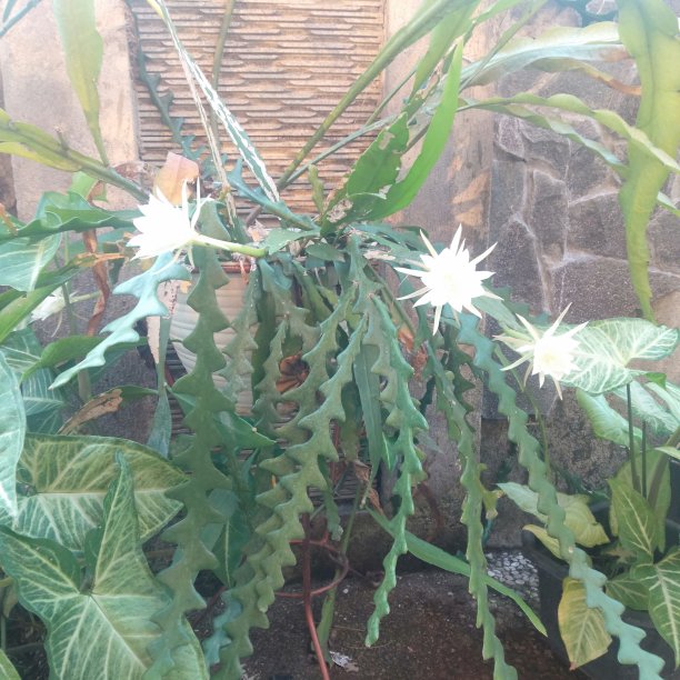 Wijaya kusuma花儿图片下载