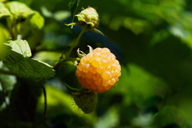 栽培有机黄覆盆子图片下载