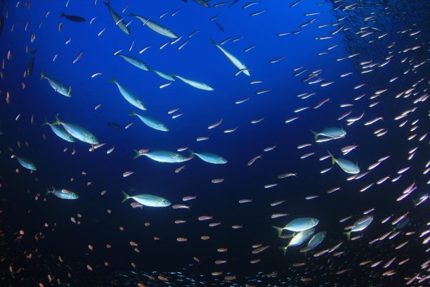 水下沙丁鱼、鲭鱼和金枪鱼图片下载