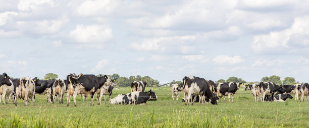 一群群奶牛在牧场上吃草，宁静而阳光灿烂的荷兰山水平地上，蓝天白云，一览无余图片下载
