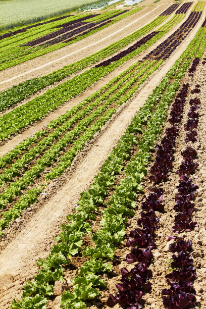 生菜领域图片下载