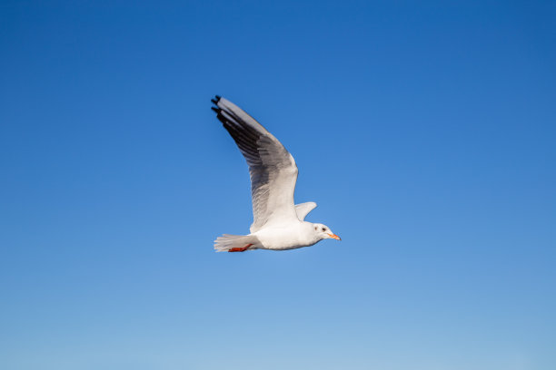 飞翔的海鸥图片下载