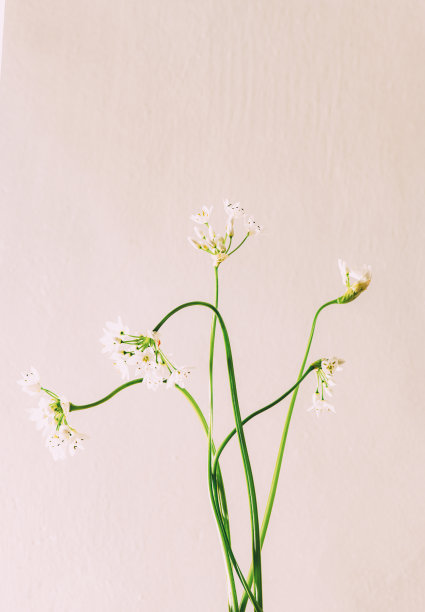 白色背景上的白色春天的花图片下载