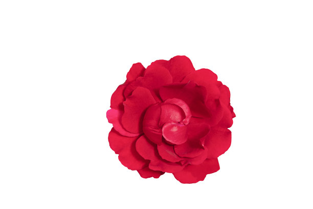 美丽的红玫瑰花孤立在白色的背景图片下载