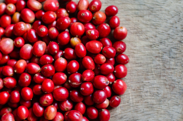 咖啡浆果图片下载