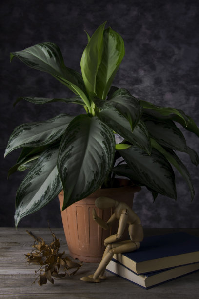 Aglaonema银湾图片下载