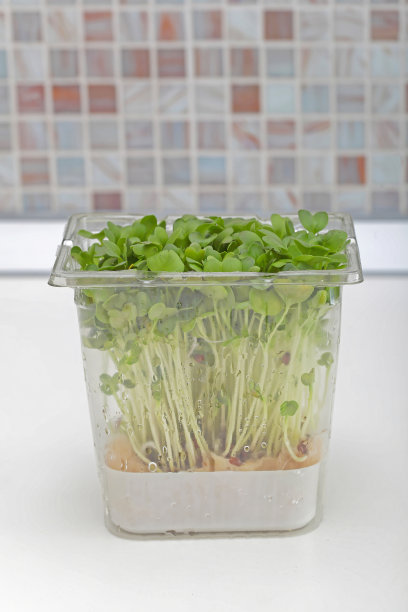 盒豆瓣菜图片下载