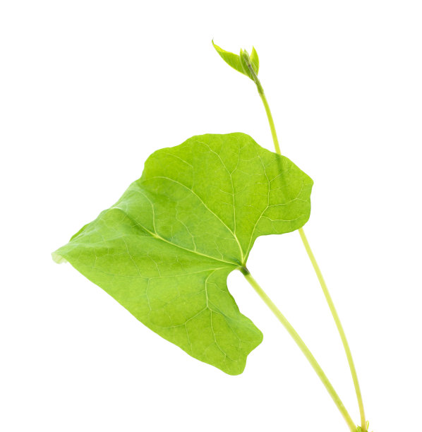 豆子随土而落。图片下载