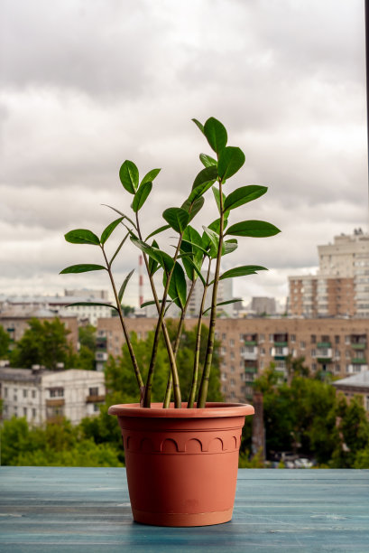 室内植物Zamioculcas在一个盆中，在打开的窗户背景。图片下载