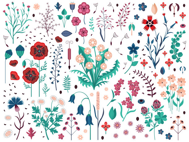 野花，草本和野外植物组图片下载