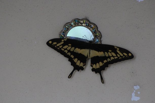 一只黑黄相间的大蝴蝶图片下载