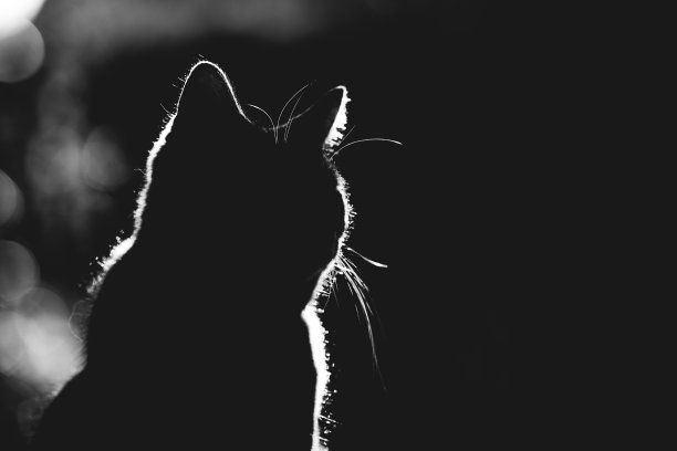 阳光下的猫剪影图片下载