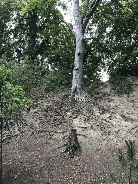 有根的自然之树图片下载