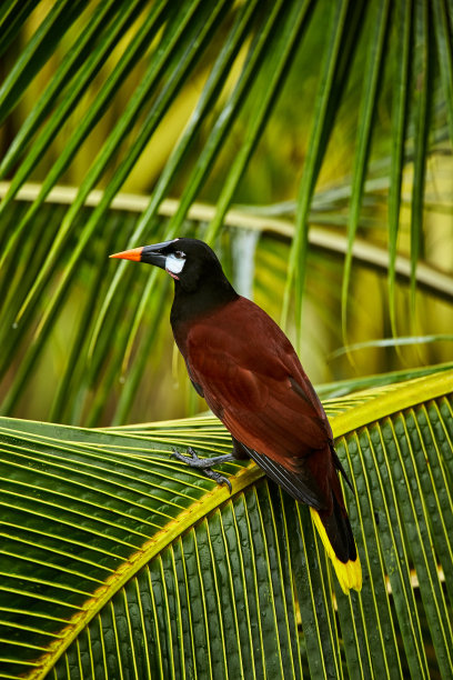 Montezuma Oropendola, Psarocolius Montezuma，来自哥斯达黎加的奇异鸟类，棕色，黑色的头和橙色的喙，清晰的绿色背景。大自然的野生动物景象。图片下载