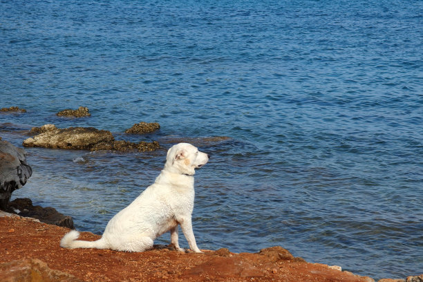 一只白色的狗坐在克罗地亚罗温吉的海边图片下载