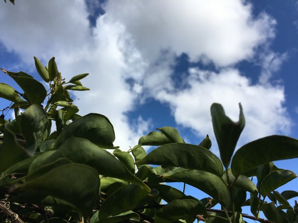 植物上方的云景图片下载