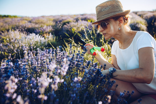 薰衣草地里的成熟女人图片下载