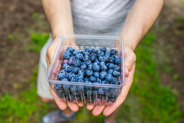 夏季花园农场和男子采摘蓝莓显示容器盒采摘成熟的蓝莓在宏观视图以上图片下载