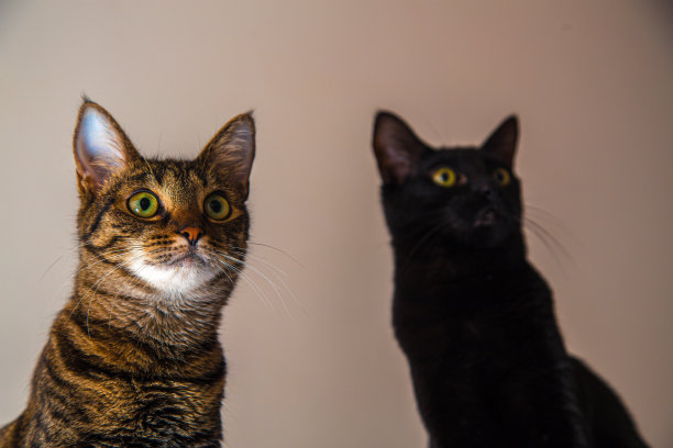 虎斑猫肖像图片下载