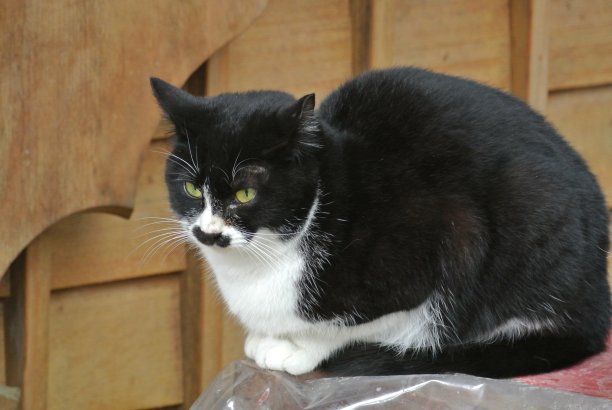 黑白相间的猫图片下载