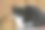 黑白相间的猫图片下载