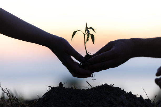 农民在有机花园里种苗图片下载