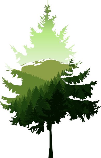 针叶树的剪影图片下载