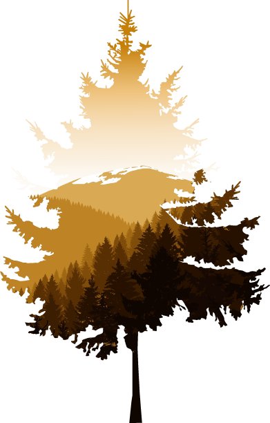 针叶树的剪影图片下载