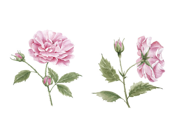 粉红色的花园玫瑰在白色的背景特写，水彩插图图片下载