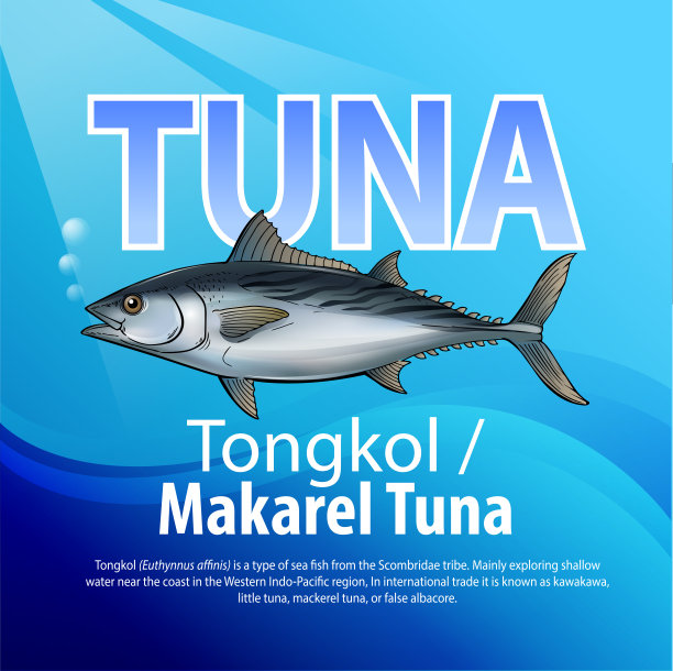 鲭鱼、金枪鱼或东科尔图片下载