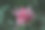 艾奇米花。图片下载