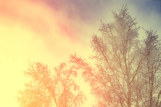 白桦树上覆盖着白雪。从前面看到的景色。在西伯利亚图片下载