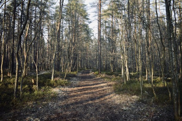 黑暗神秘的森林图片下载
