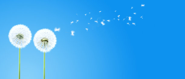 蓝天上的蒲公英花，羽毛飞舞。图片下载