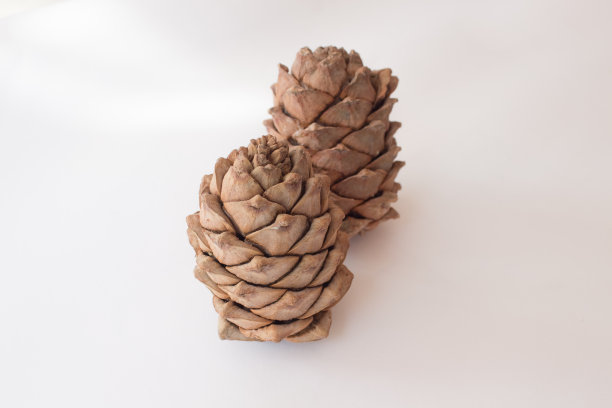 白色背景上的圣诞松果冷杉。前视图。模拟了图片下载