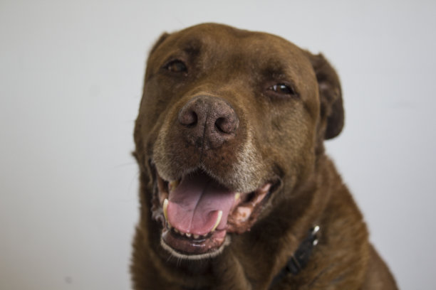 微笑的狗脸部特写照片图片下载