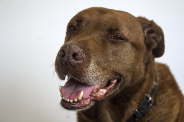 微笑的狗脸部特写照片图片下载