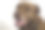 微笑的狗脸部特写照片图片下载