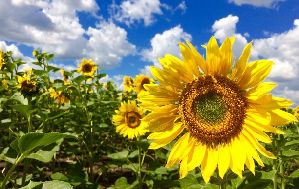 蓝天上的大向日葵图片下载