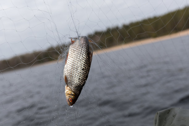 用渔网捕鱼手的特写镜头图片下载