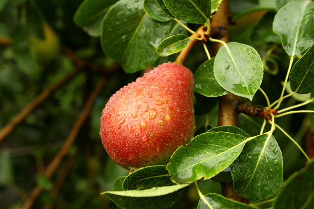 一个成熟的红梨在一个绿色的叶子和雨滴后的树枝上的照片。环保。自己种的树，自己做。纯素食主义和veterianism。水果中的天然维生素。图片下载