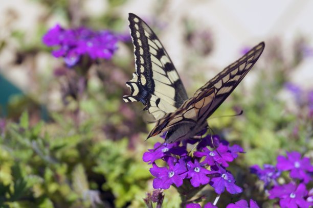 十字架图片下载