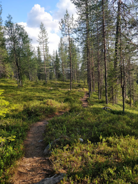 森林漫步，芬兰森林，自然步道图片下载