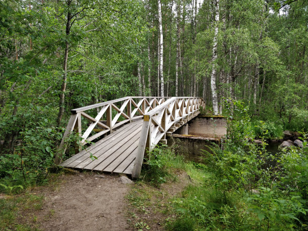 森林漫步，芬兰森林，自然步道图片下载