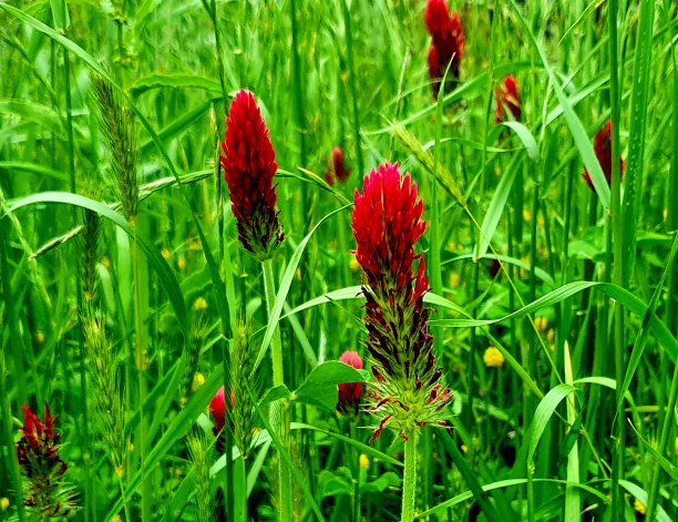 红色的四叶草图片下载