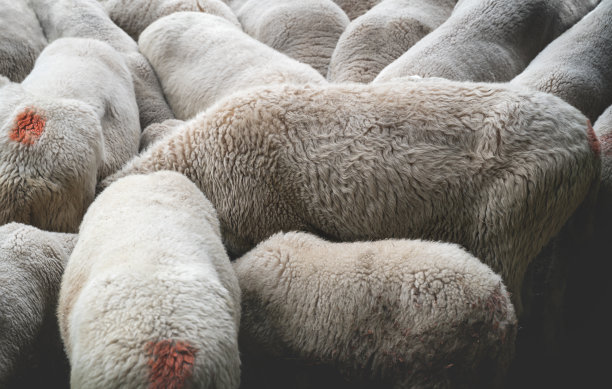 奥地利，一群头靠在一起的带红色标记的绵羊图片下载